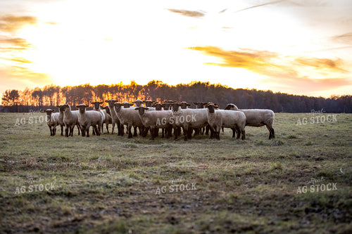Sheep in Pasture 90074