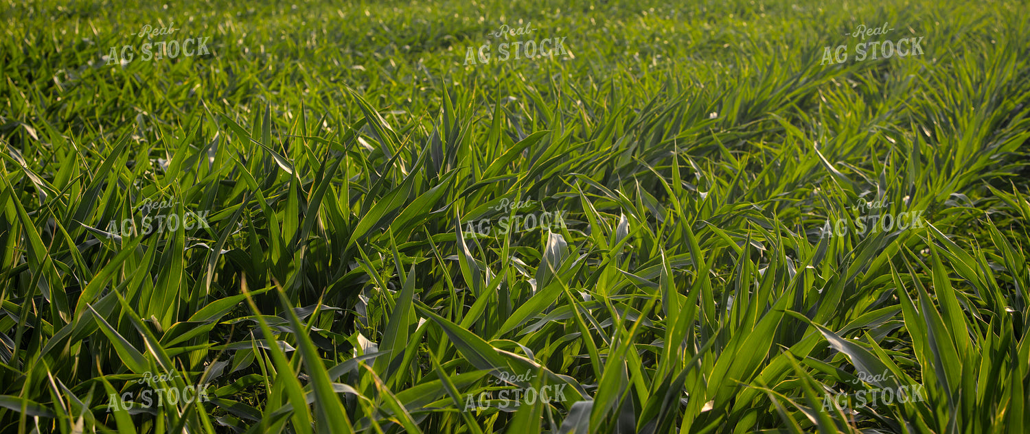 Midseason Corn Field 279000