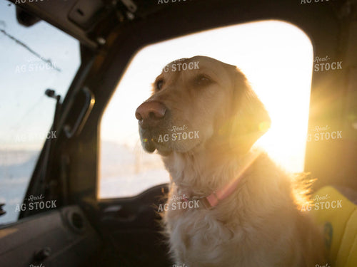 Dog Sitting in Side by Side 70164
