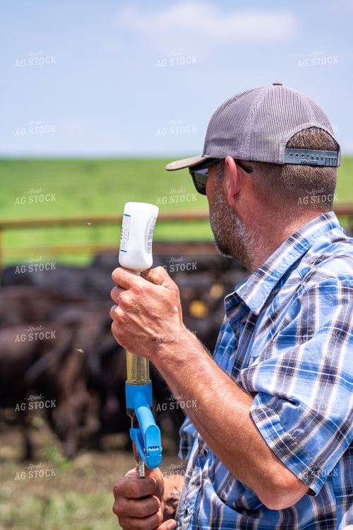 Ranchers Vaccinating Cattle 214191