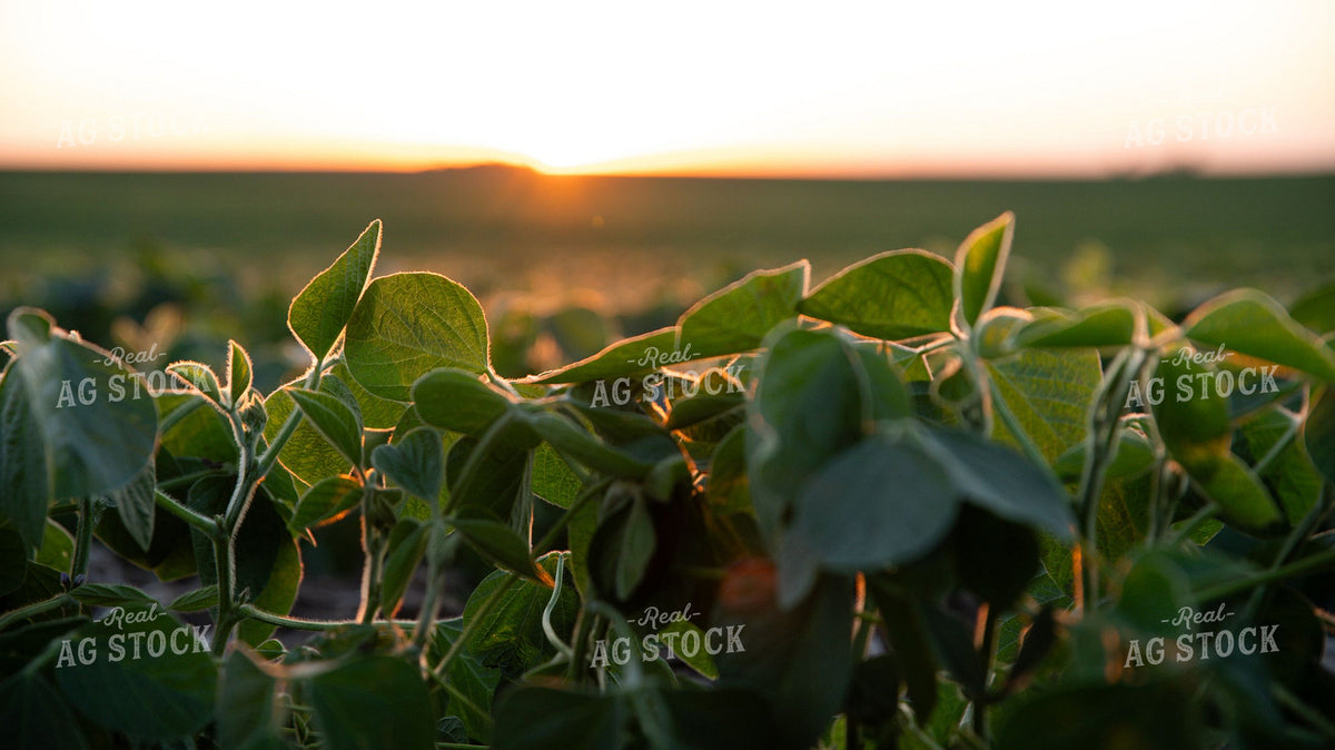 Soybean Field at Sunset with Close-Up of Mid-Season Plants 401016