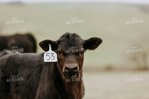 Angus Cow in Pasture 77027