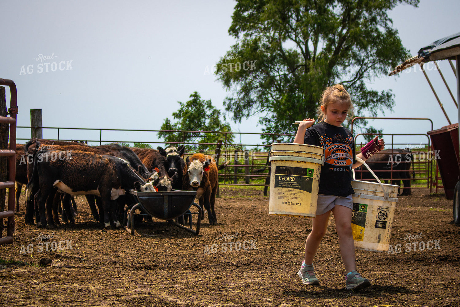 Farm Kid Feeding Cattle 214156