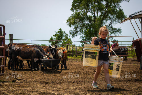 Farm Kid Feeding Cattle 214156