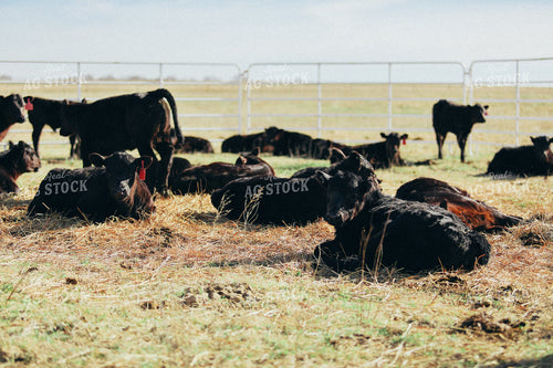 Calves in Grassy Pen 53081
