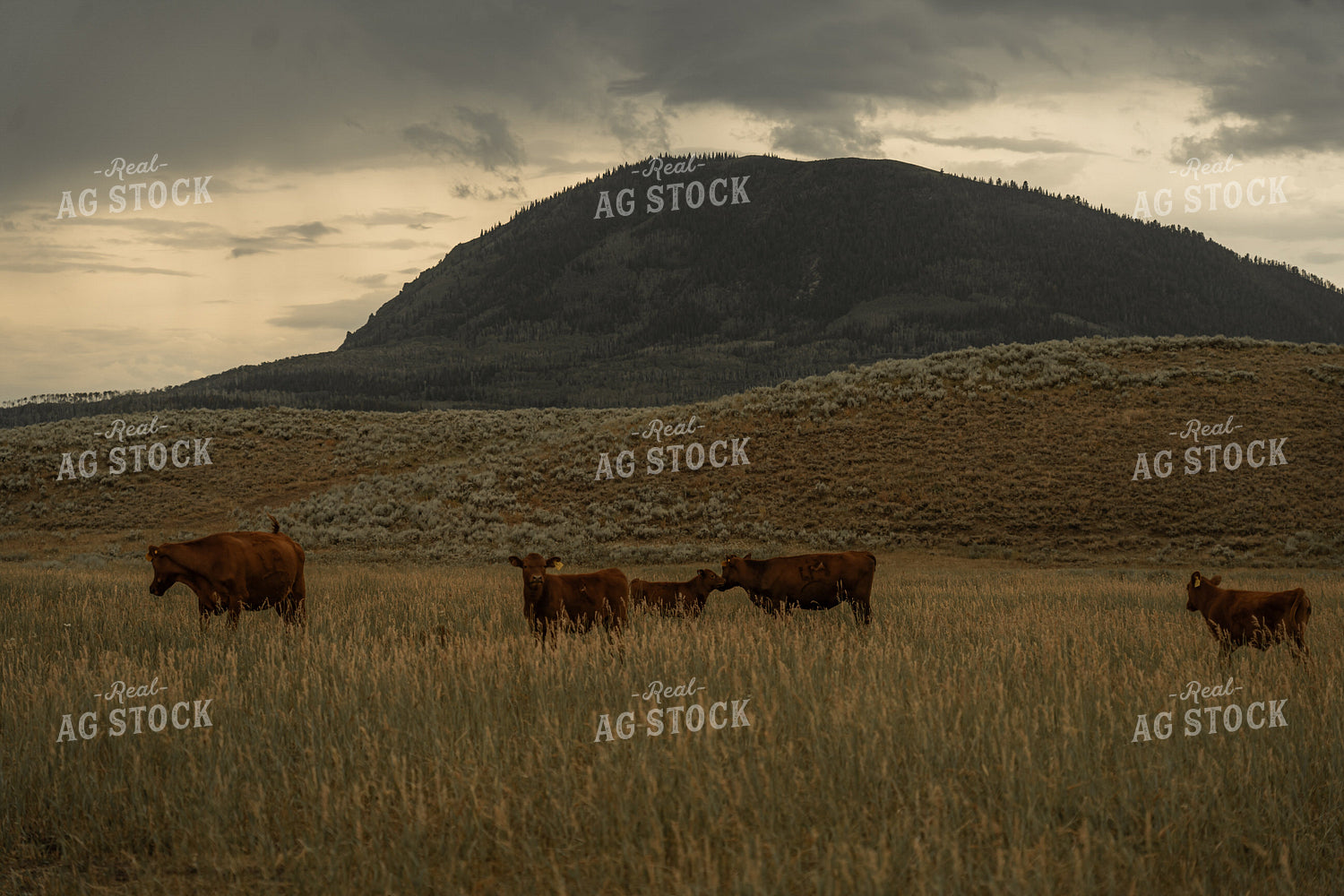 Cattle in Foothills 58288