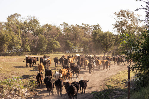 Cattle Moving Pastures 224006