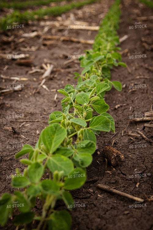 Early Growth Soybeans 67795