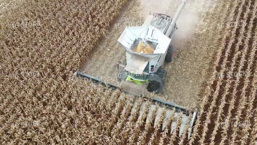 Corn Harvest 79434