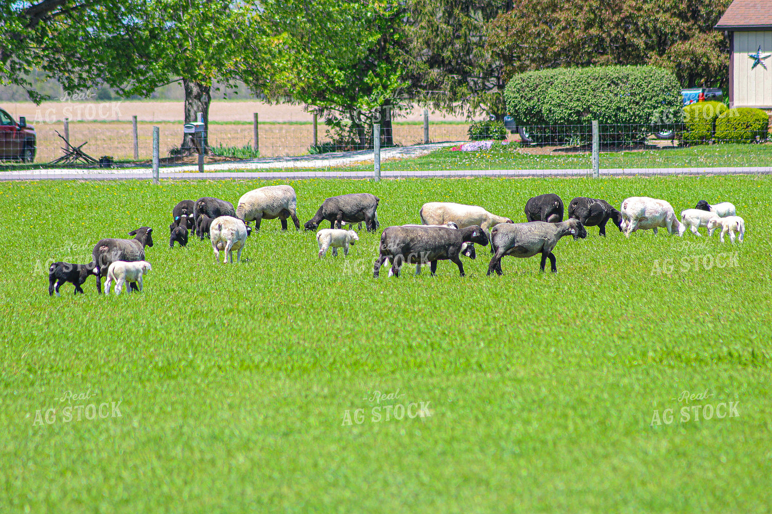 Lambs and Ewes 84235