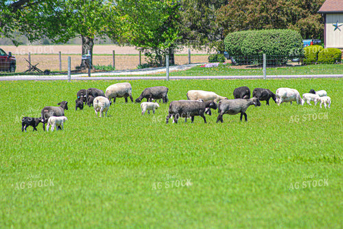 Lambs and Ewes 84235