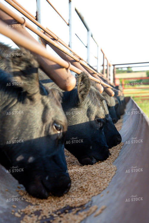 Cattle Eating from Feed Trough 208058