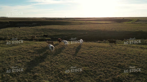 Aerial of Cattle Running in Pasture 268264