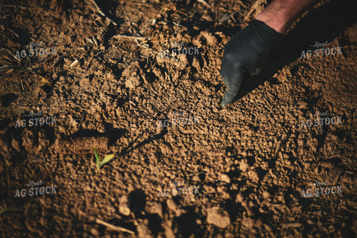 Scouting Emergence 191041