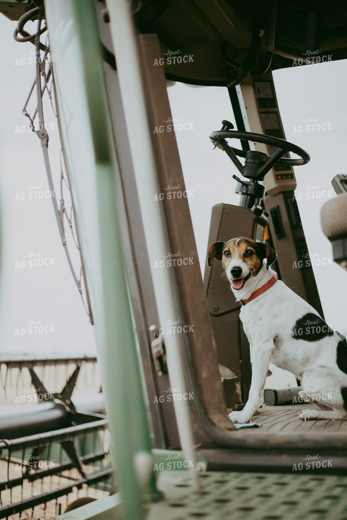 Dog in Combine 111007