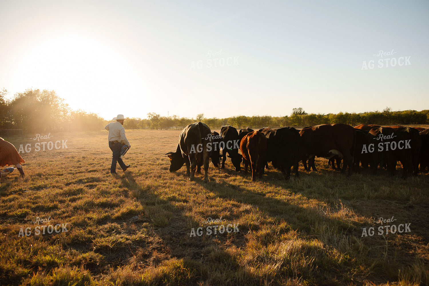Rancher Feeding Cattle 205164