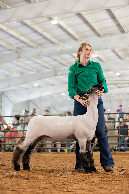 Farm Kid Showing Sheep 52505
