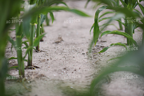 Dry Fertilizer in Corn Field 100011
