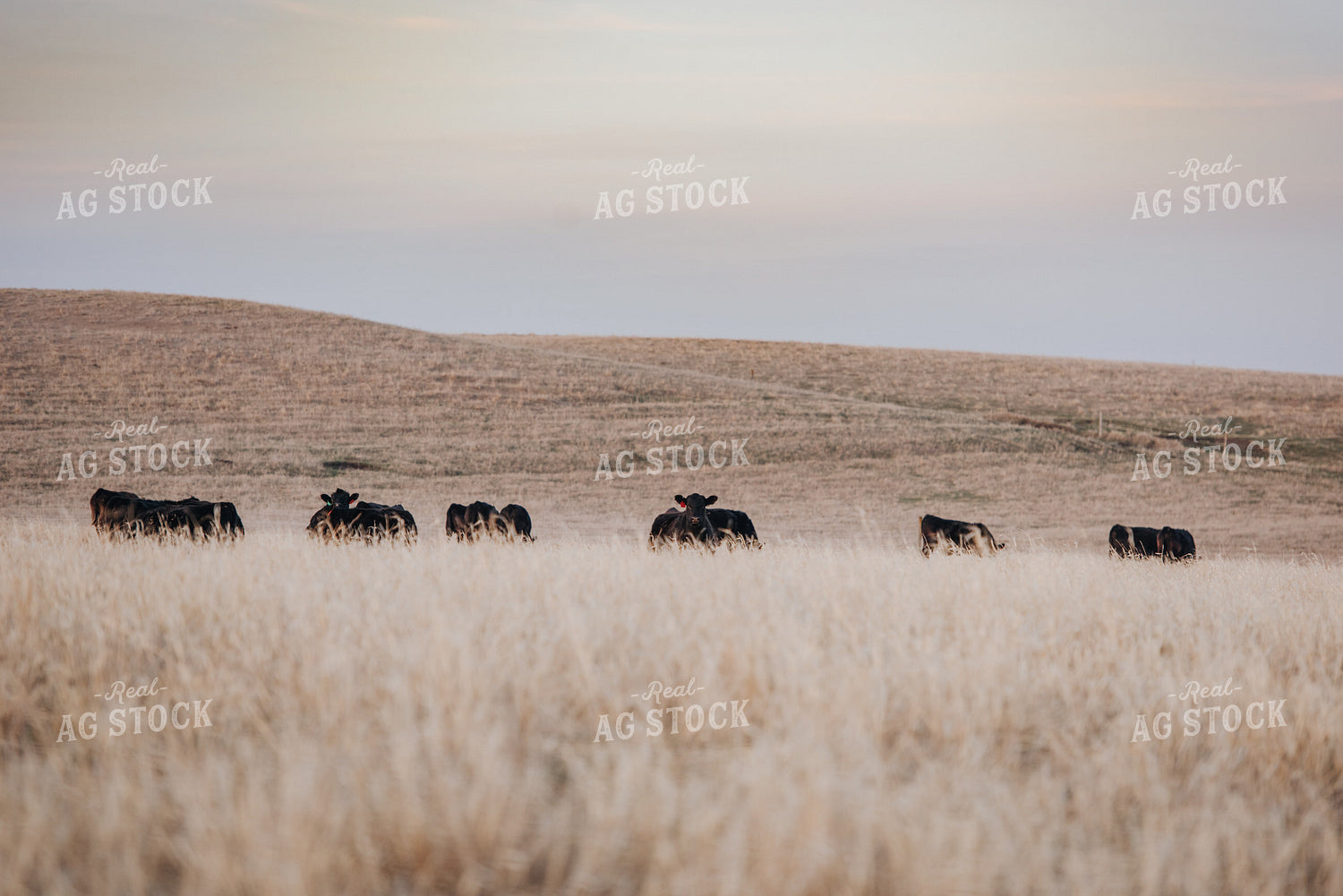 Angus Cattle Grazing in Pasture 68026