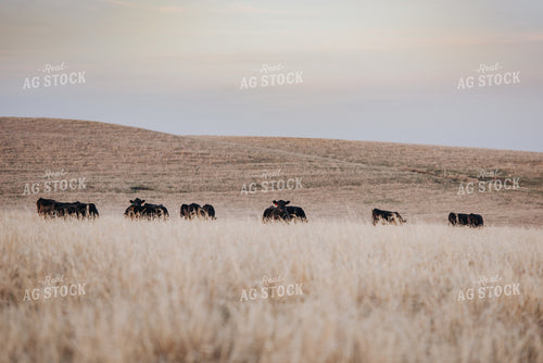 Angus Cattle Grazing in Pasture 68026