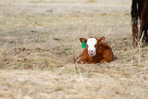 Hereford Calf in Pasture 117003