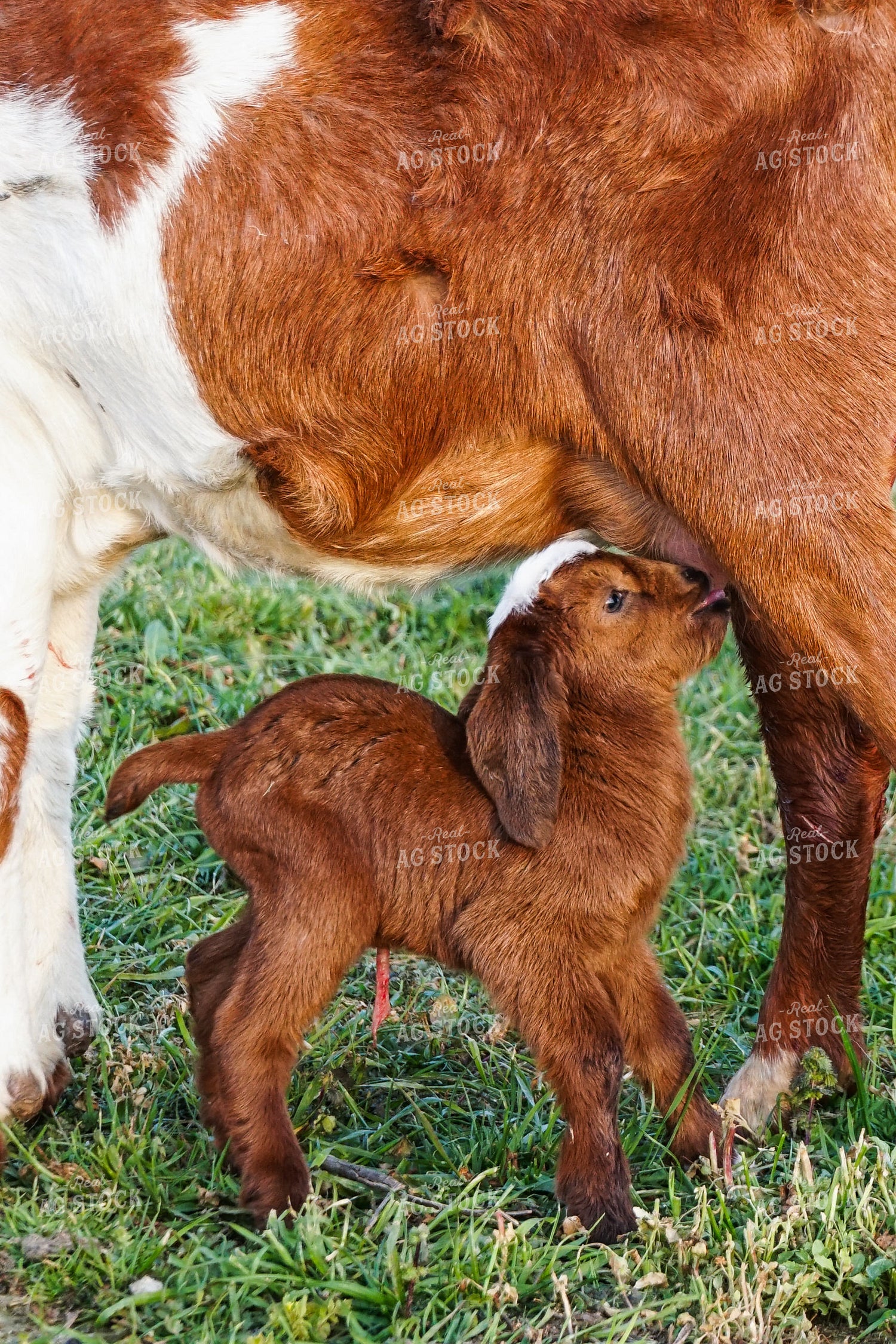 Goat Kid Nursing 276021