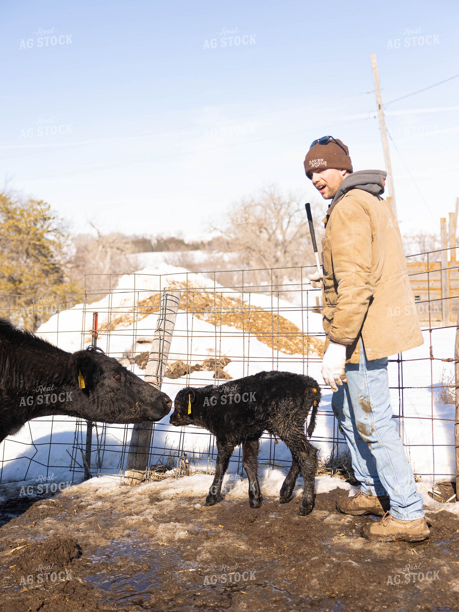 Cow, Calf and Rancher in Pasture 70182