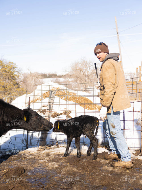 Cow, Calf and Rancher in Pasture 70182
