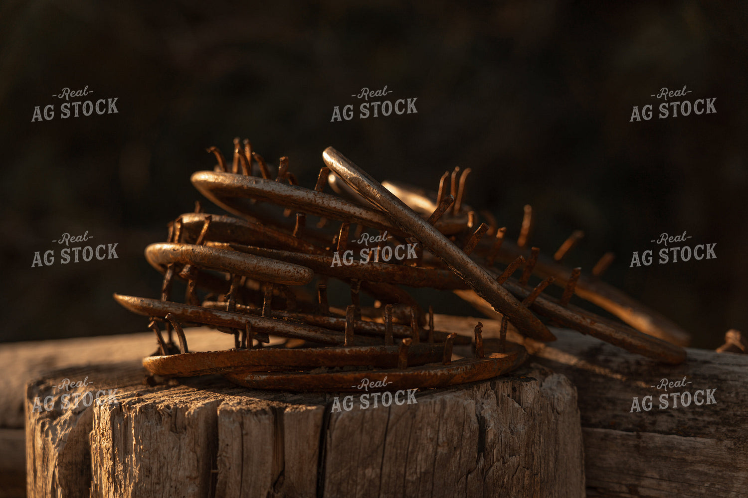 Horseshoes 58297