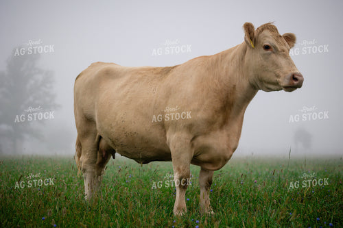 Charolais Cattle on Pasture 219139
