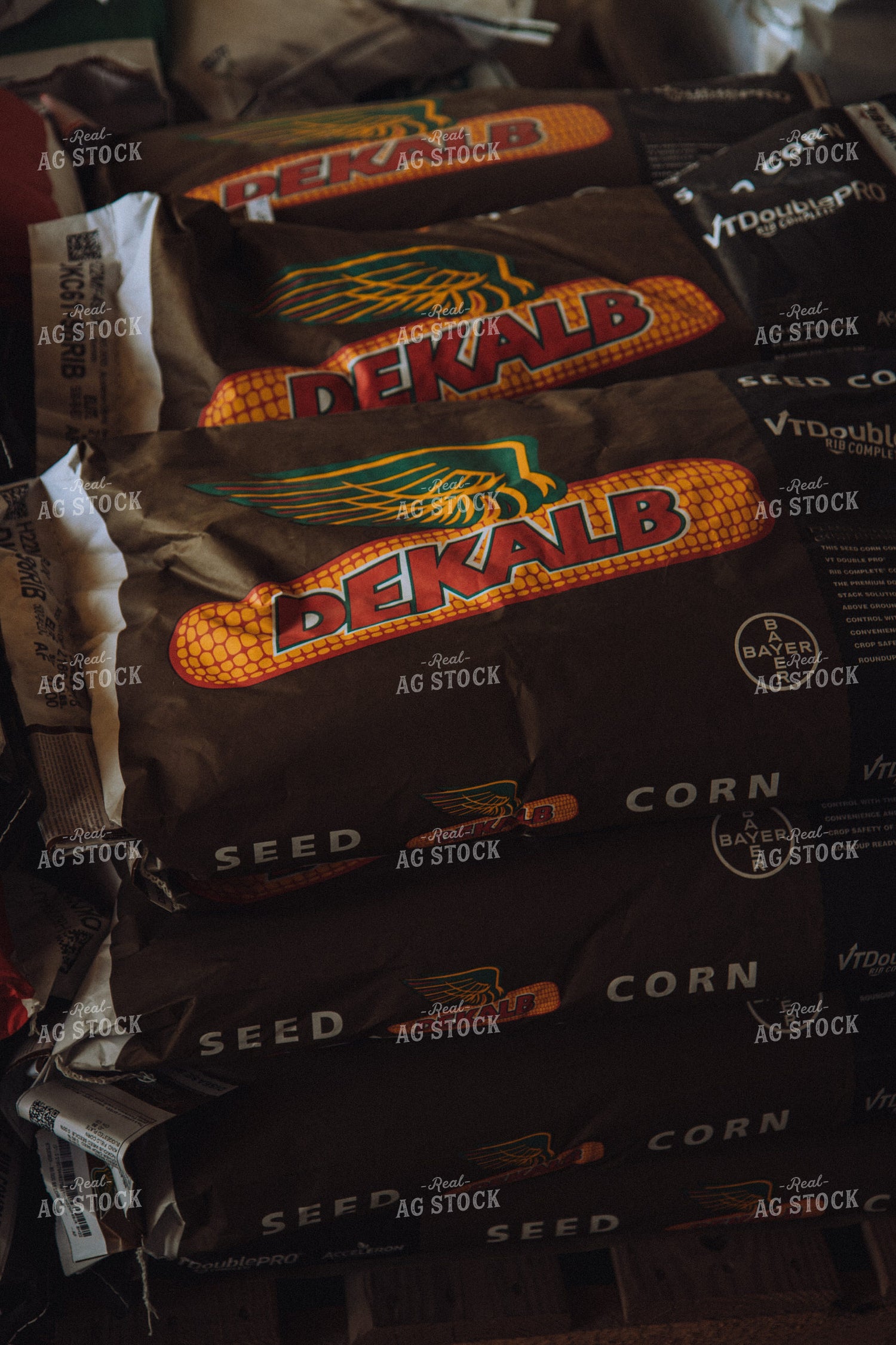 Dekalb Seed Corn 67211