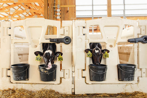 Holstein Calves 152624