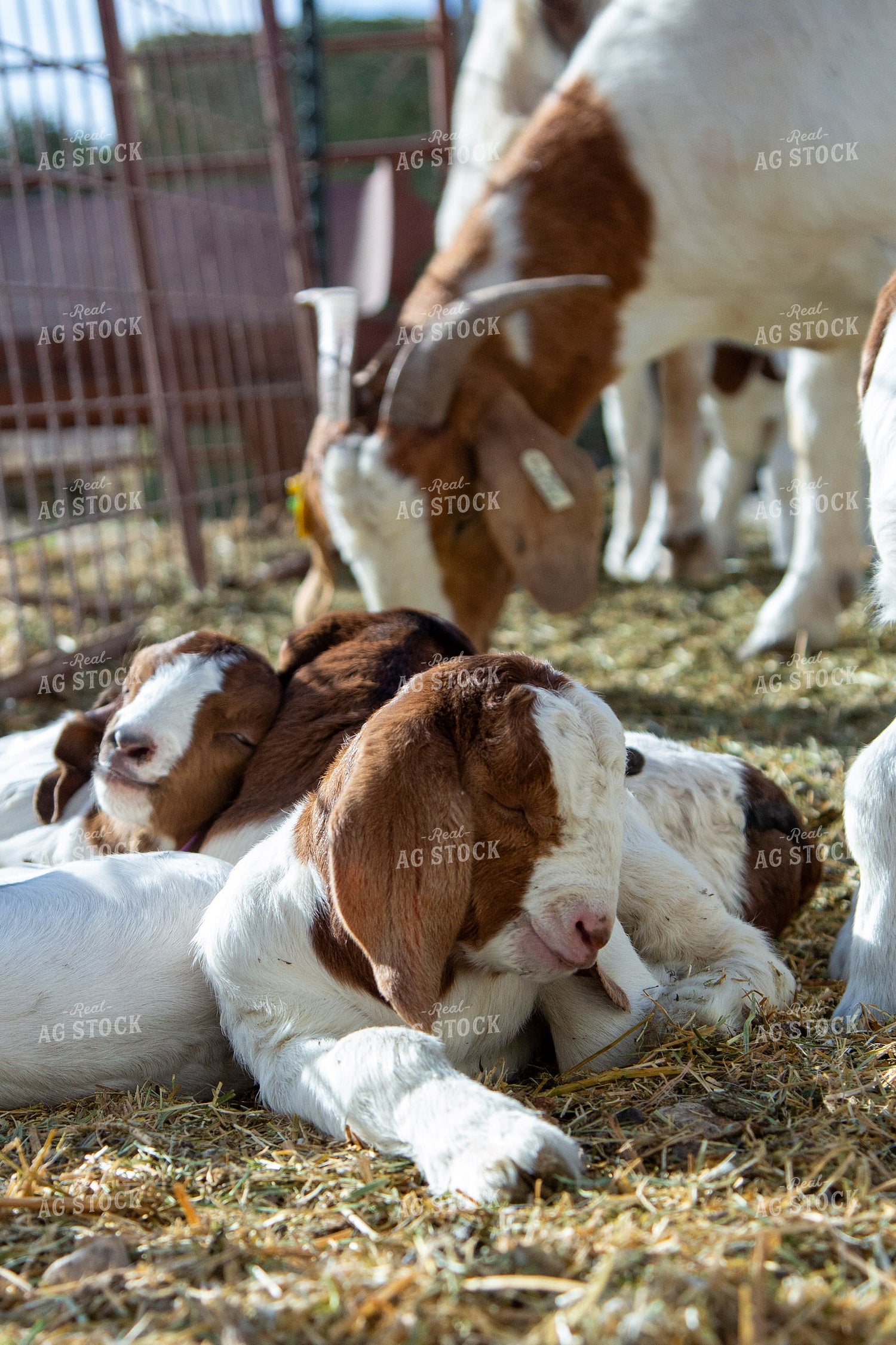 Goat Kids 134056