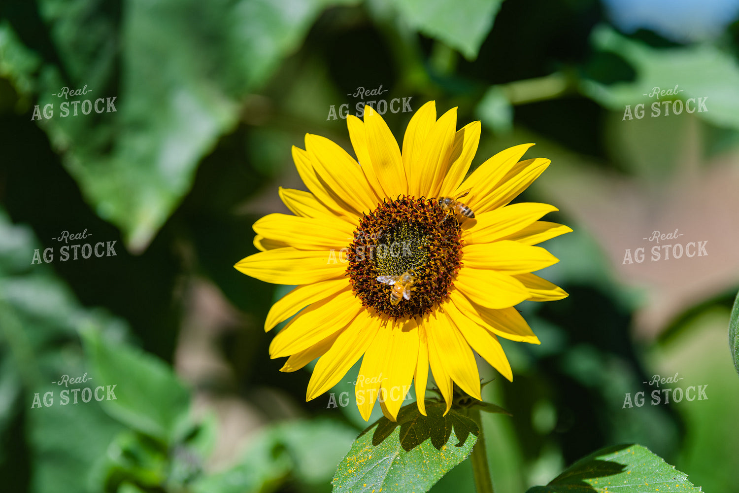 Head of a Sunflower 107018