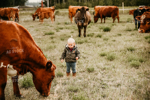 Farm Kid in Pasture with Cattle 64325