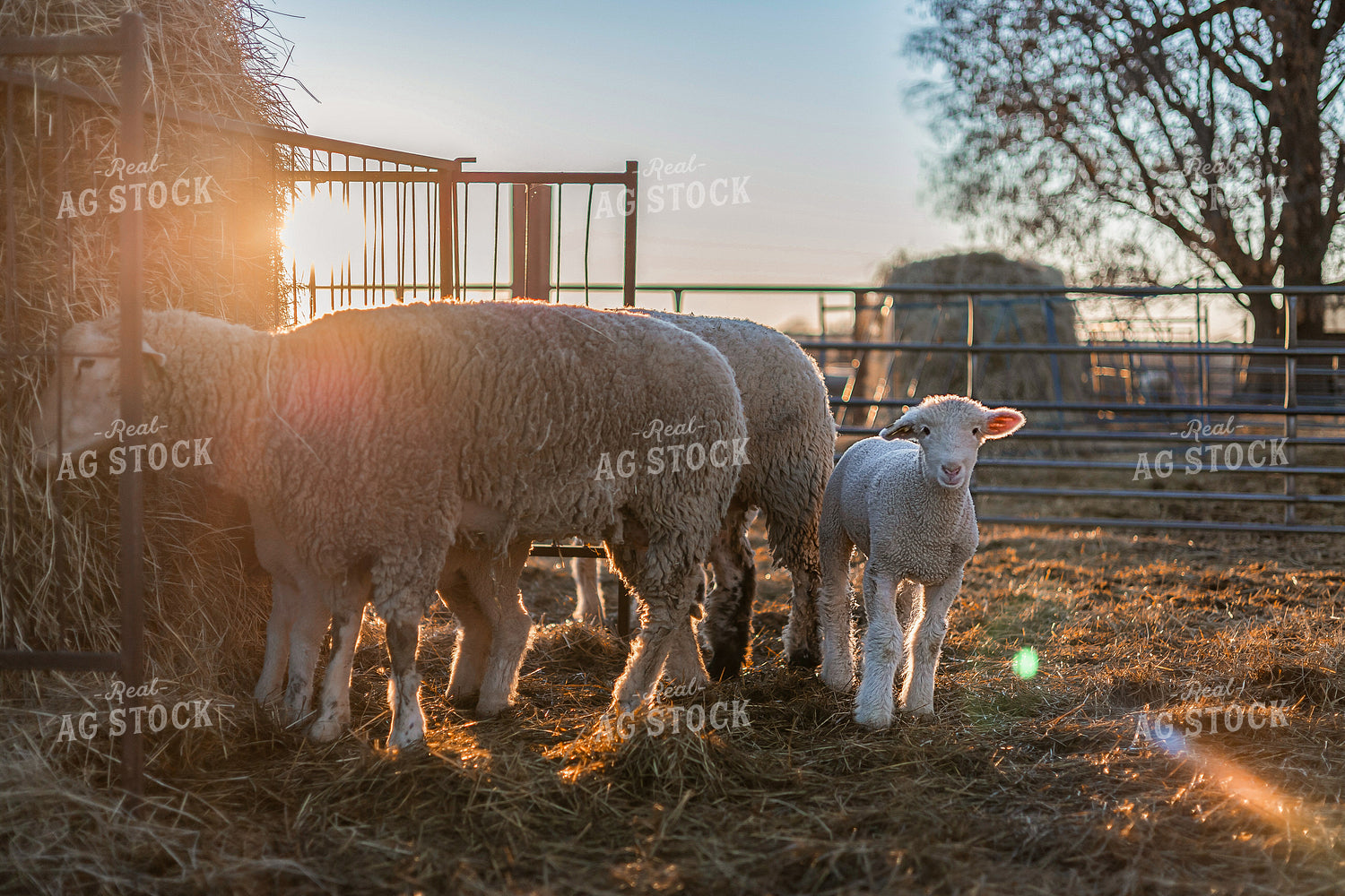 Sheep 93360