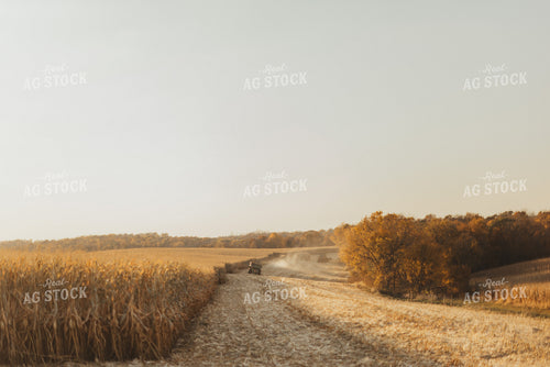 Corn Harvest 9488