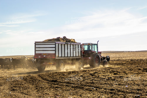 Feeding Cattle 155159