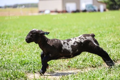 Lamb 84272