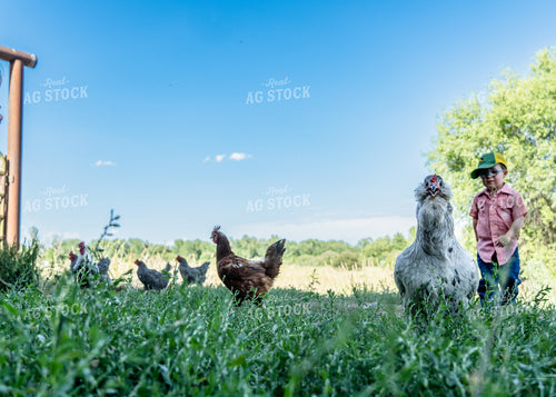 Farm Kid with Backyard Chickens 65218