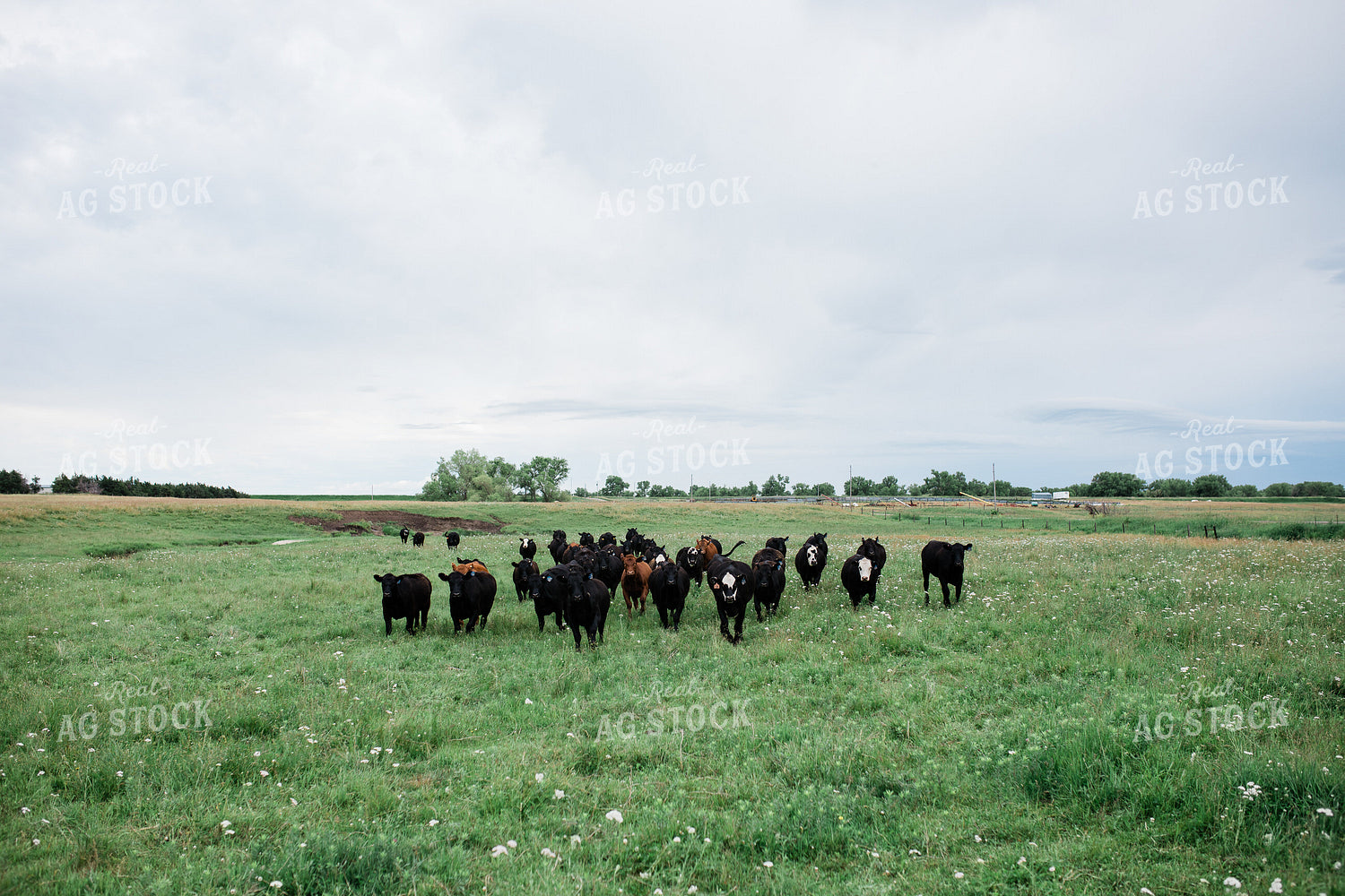 Cow Herd in Green Pasture 53042