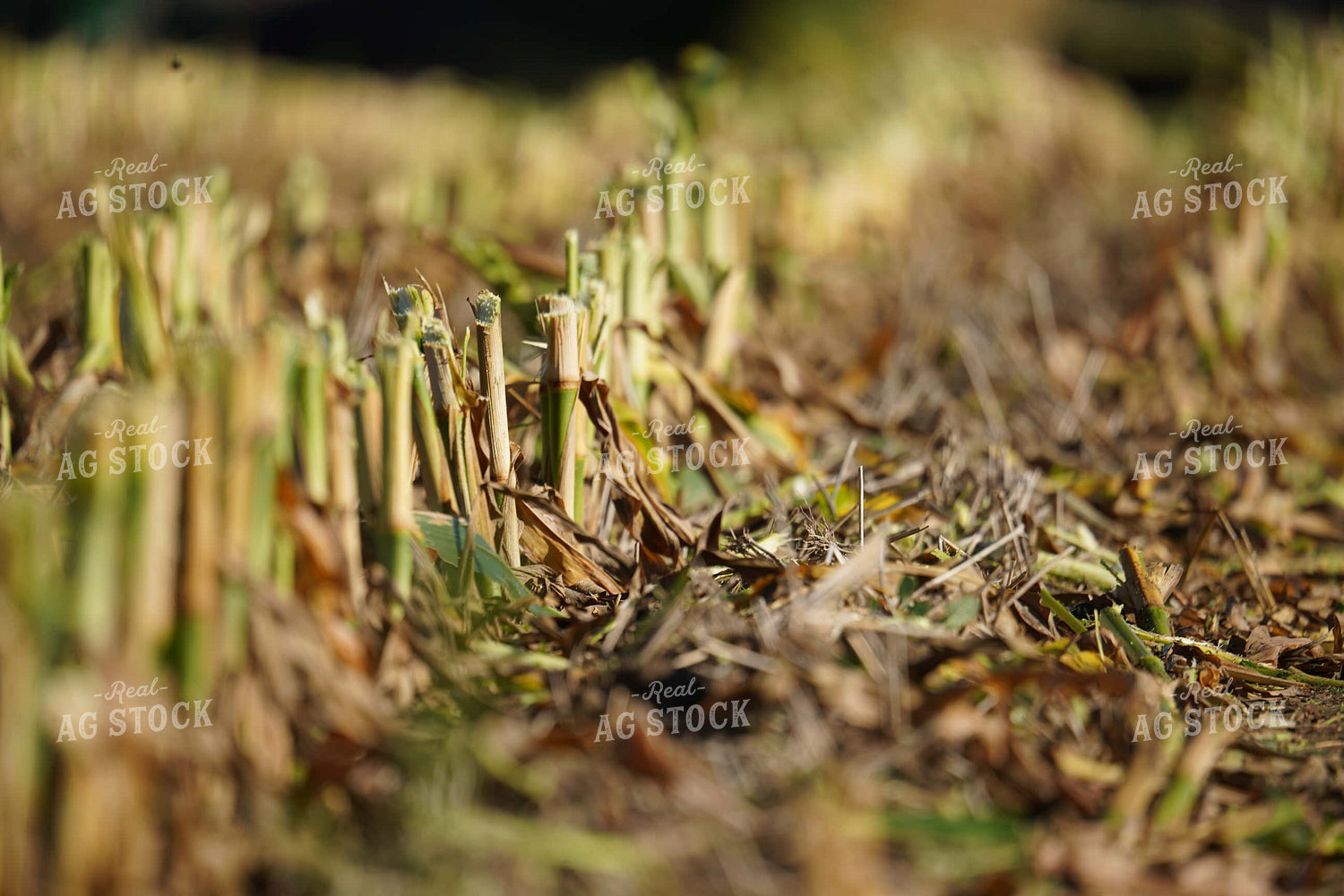Corn Stalks after Harvesting Silage 293021