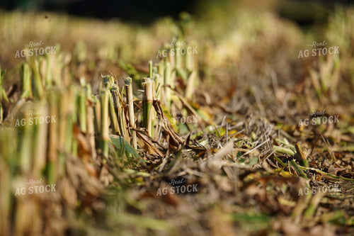 Corn Stalks after Harvesting Silage 293021