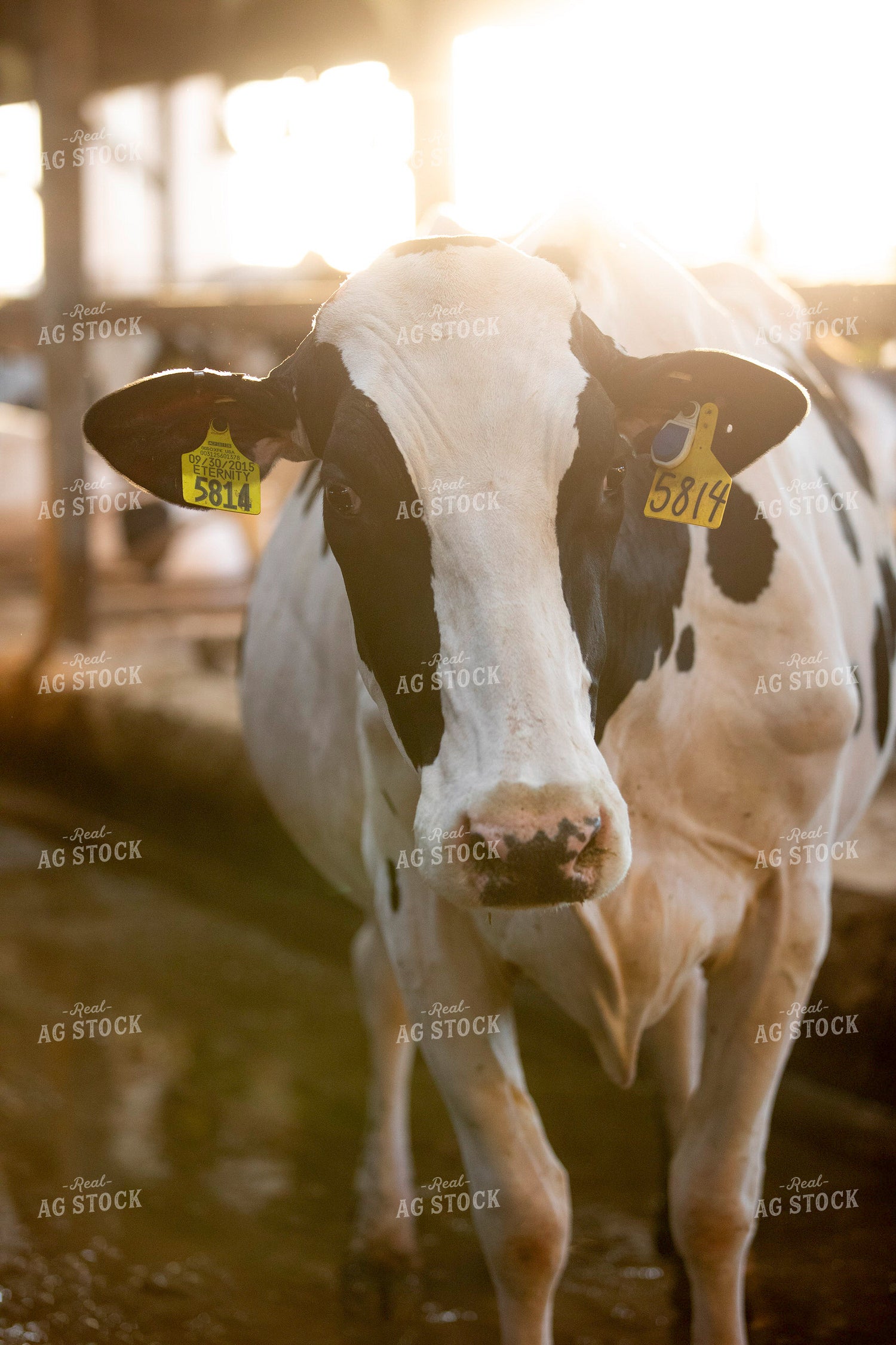 Holstein Cow 55273