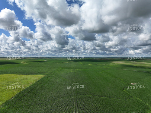 Aerial of Midseason Corn Field 141353
