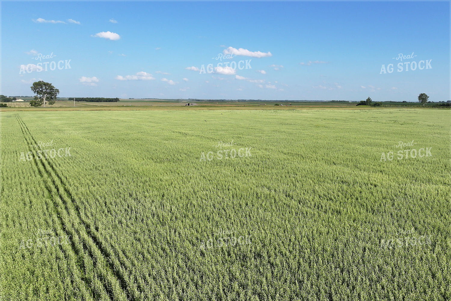Oat Field 141636
