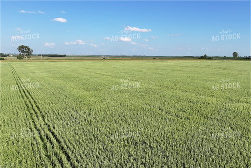 Oat Field 141636
