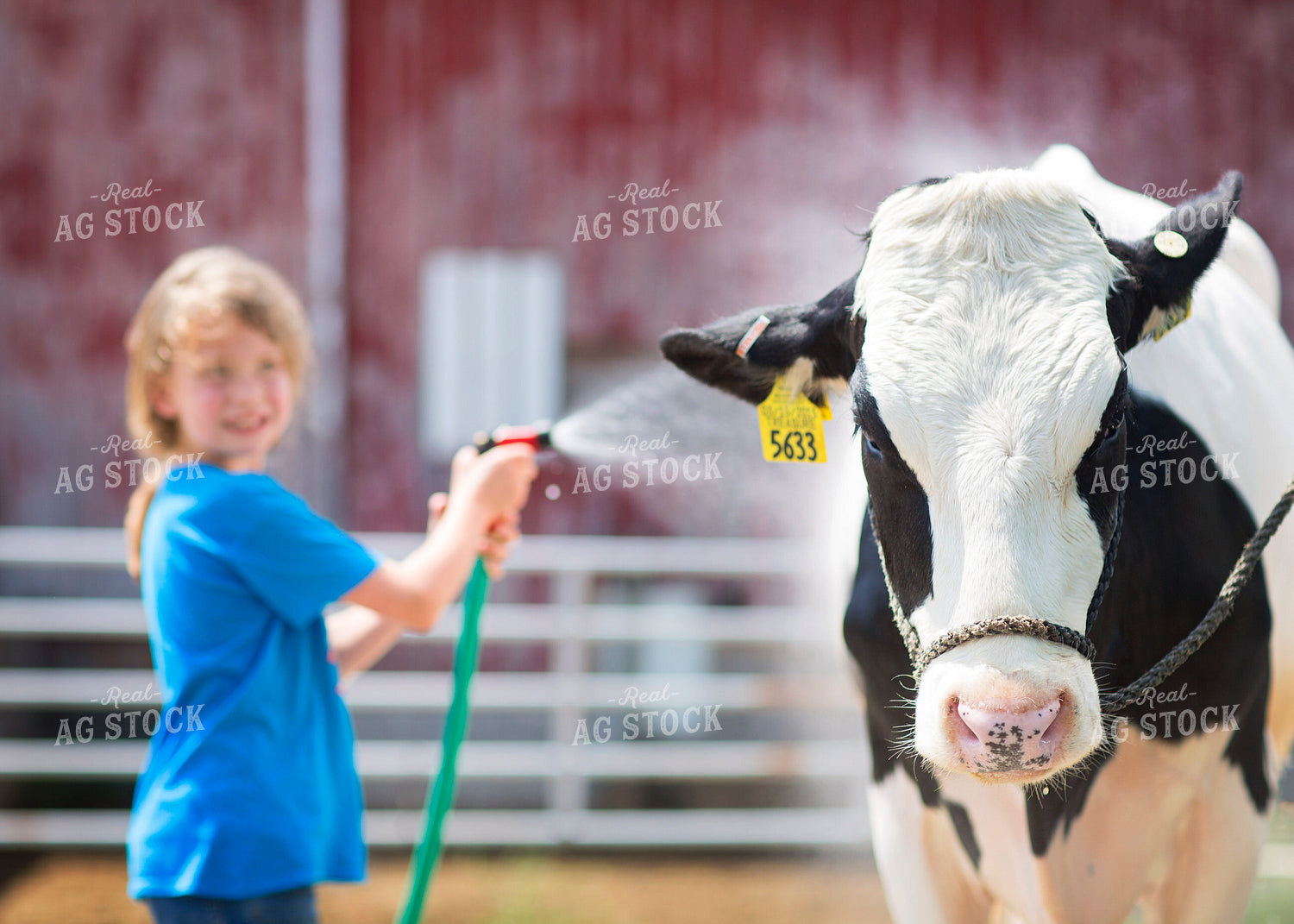 Farm Kid Washing Holstein 55381