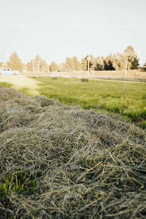 Harvesting Hay 83110