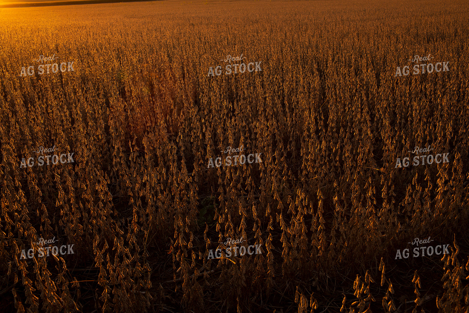 Soybeans - Dry 2472